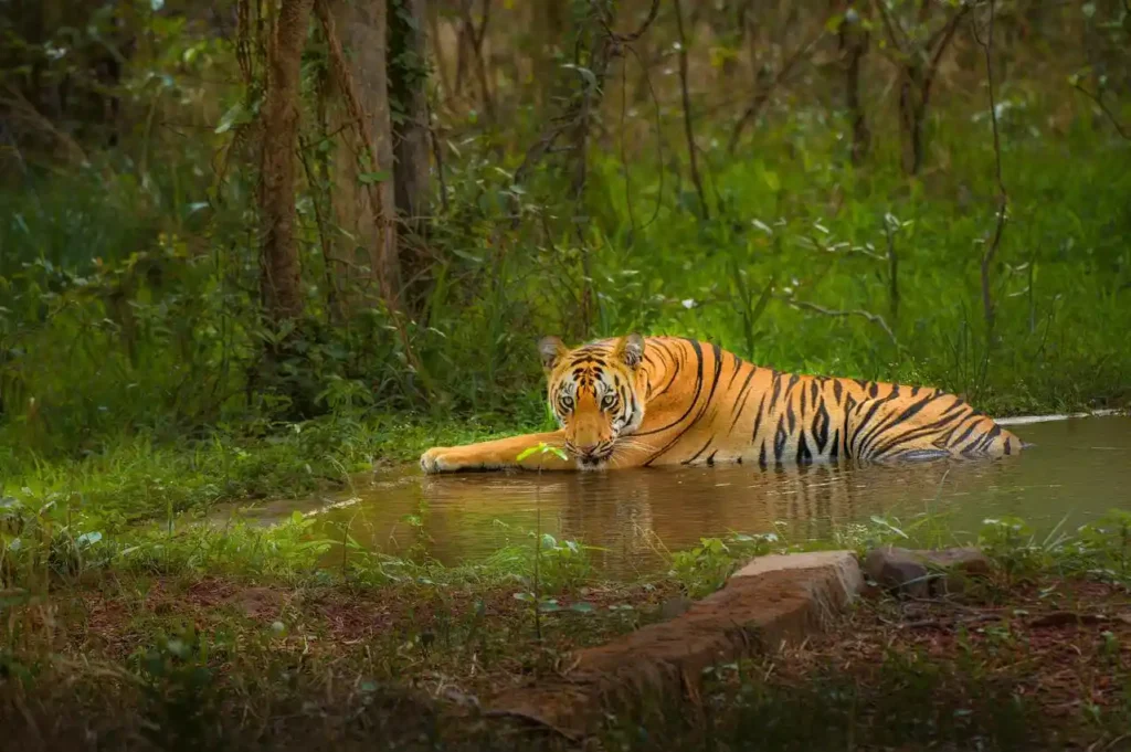 Majestic Bengal tiger resting in shallow water surrounded by lush green forest habitat at Tiger World Endangered Wildlife Preserve near Concord, North Carolina